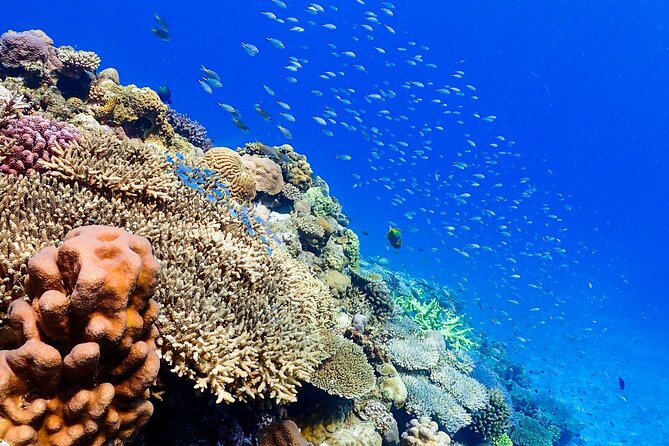 Okinawa: Scuba Diving Tour With Wagyu Lunch and English Guide - Start Time and End Point