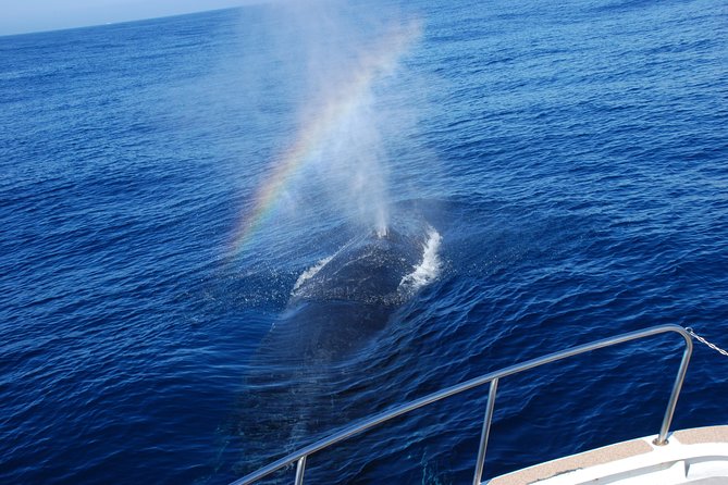 Okinawa Whale Watching From Naha - What to Expect During the Tour