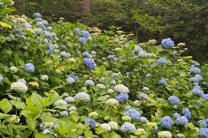 Private Car Day Trip to the Kobe Mountains, Gardens and Hot Springs From Osaka - Directions