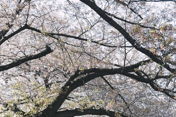 Private One Day Tokyo City Tour With Bilingual Driver - Customize Your One Day Tokyo City Tour With Your Bilingual Driver