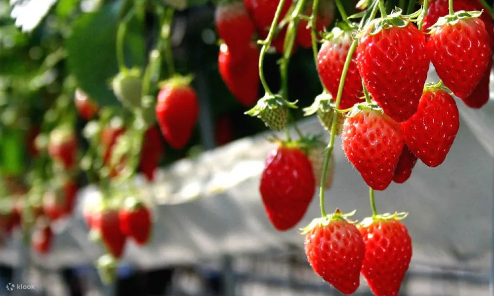 Oishi Park Mt. Fuji One Day Tour With Fruit Picking From Tokyo - Scheduled Itinerary