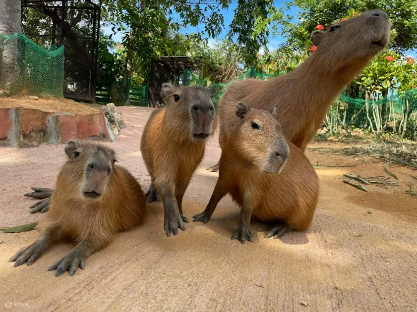 Okinawa Fun Pass - Visit Popular Attractions Like Okinawa World, Ryukyu Mura Village, Nago Pineapple Park, and Okinawa Zoo & Museum