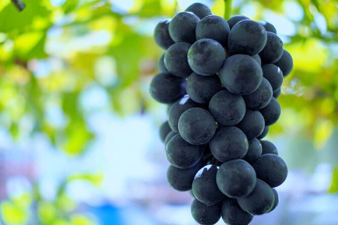 Mt. Fuji, Mt Fuji Panoramic Ropeway & Seasonal Fruits Picking - Frequently Asked Questions