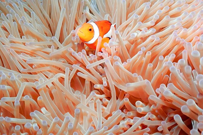 Naha: Full-Day Introductory Diving & Snorkeling in the Kerama Islands, Okinawa - Frequently Asked Questions