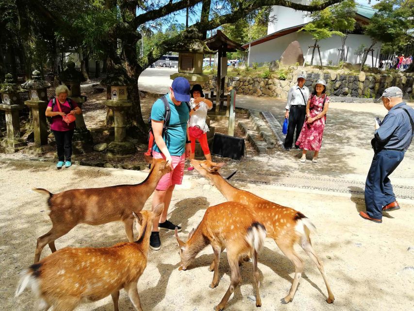 Nara: City Highlights Shared Group or Private Bike Tour - How to Book and Prepare for the Bike Tour in Nara