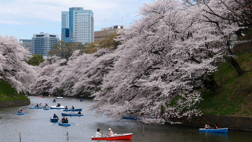 Sakura in Tokyo: Cherry Blossom Experience - The Sum Up