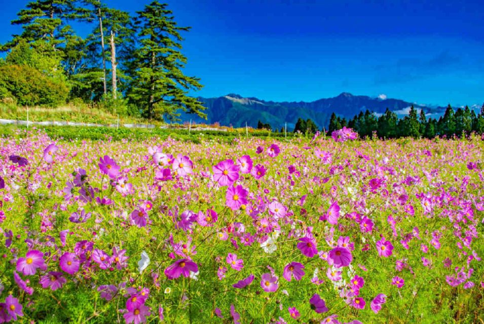 Tokyo: Ibaraki, Hitachi Park & Oarai Isosaki Shrine Day Trip - The Sum Up