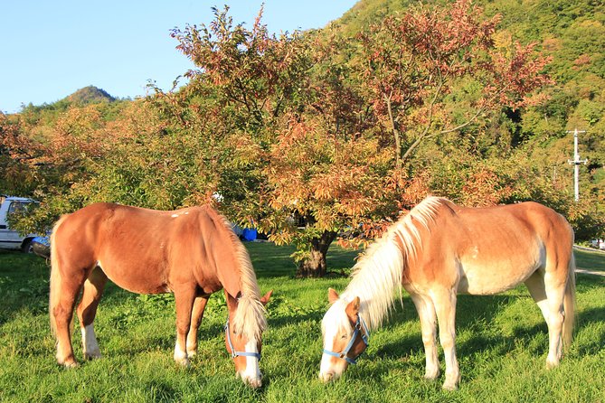 Horseback-Riding in a Country Side in Sapporo - Private Transfer Is Included - Traveler Reviews