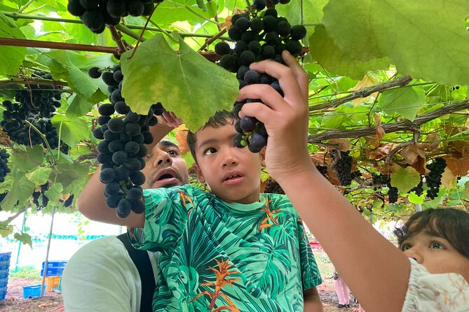 Mt. Fuji, Mt Fuji Panoramic Ropeway & Seasonal Fruits Picking - The Sum Up