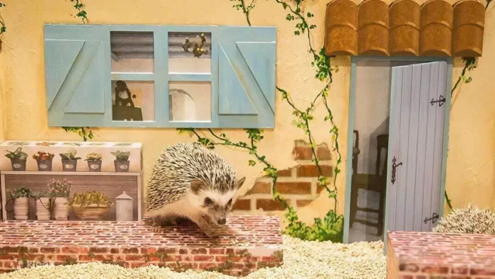 91223-hedgehog-home-cafe-tokyo-shibuya