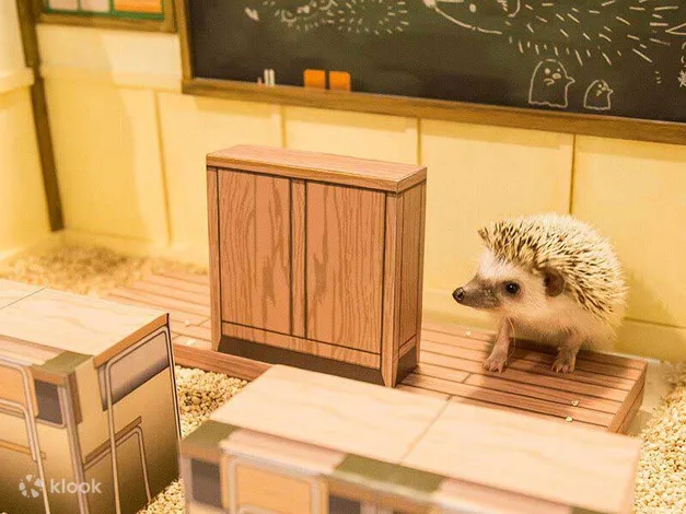 91223-hedgehog-home-cafe-tokyo-shibuya1