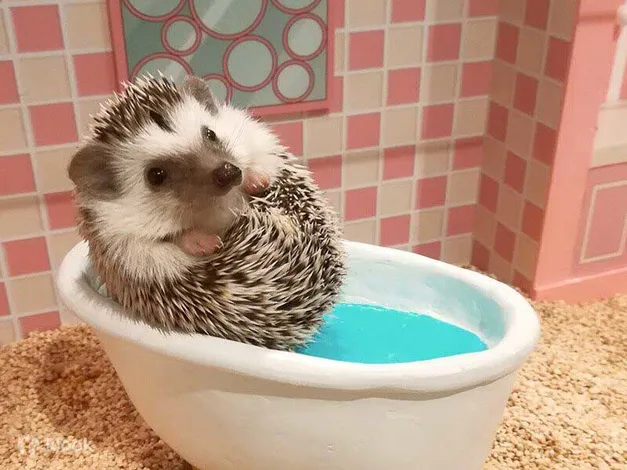 91223-hedgehog-home-cafe-tokyo-shibuya2