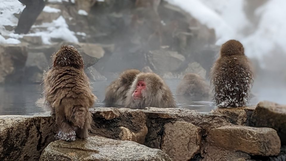 From Tokyo: Snow Monkey 1 Day Tour With Beef Sukiyaki Lunch - The Sum Up