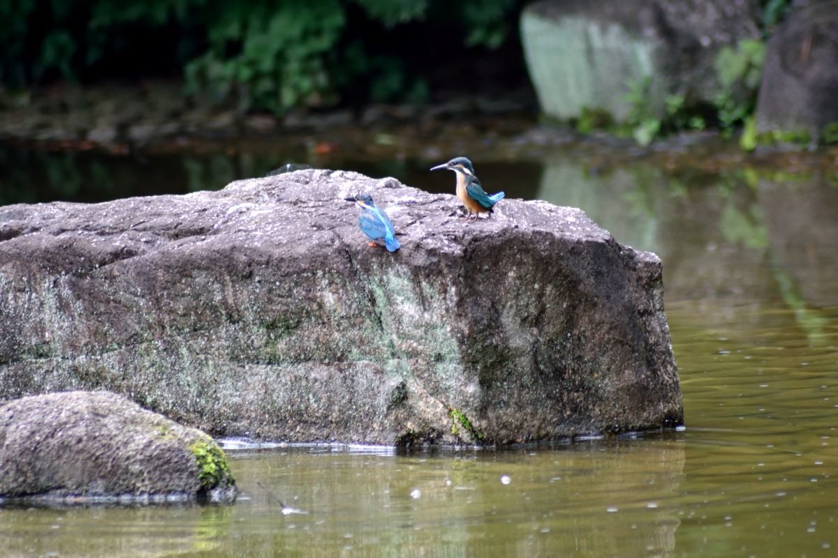 A king Fisher at Hikarigaoka Park Nerima