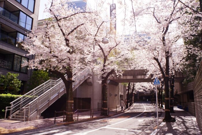 Ark Hills Cherry Blossom