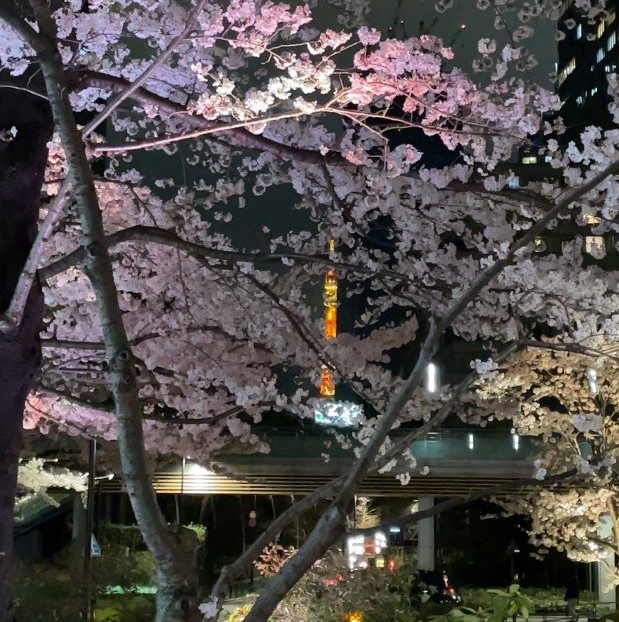 Ark Hills Cherry Blossom