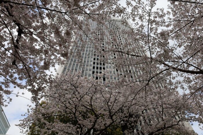 Ark Hills Cherry Blossom