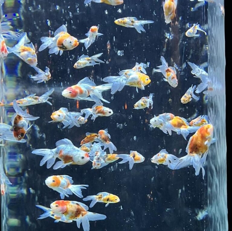 Art Aquarium Museum GINZA