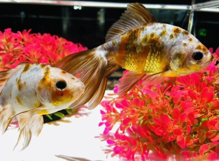 Art Aquarium Museum GINZA