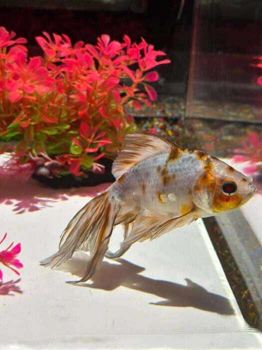 Art Aquarium Museum GINZA