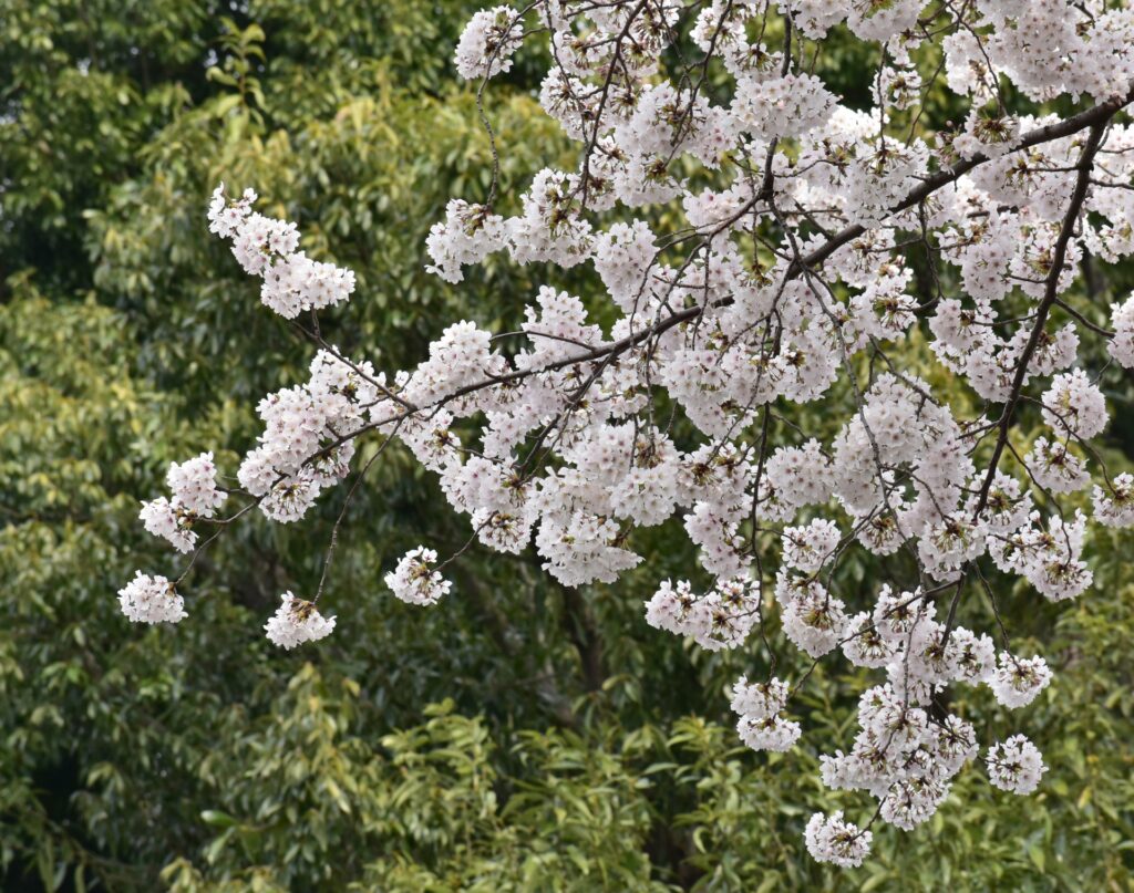 Cherry Blossom at Yanaka Cemetery
