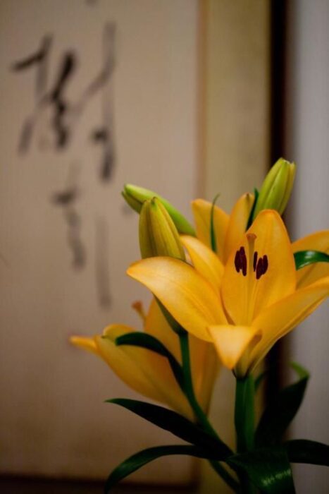 Copyright Kimi Ryokan Tokyo