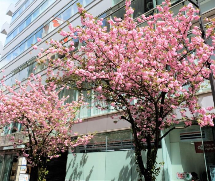 Ginza Sakura Dori Street