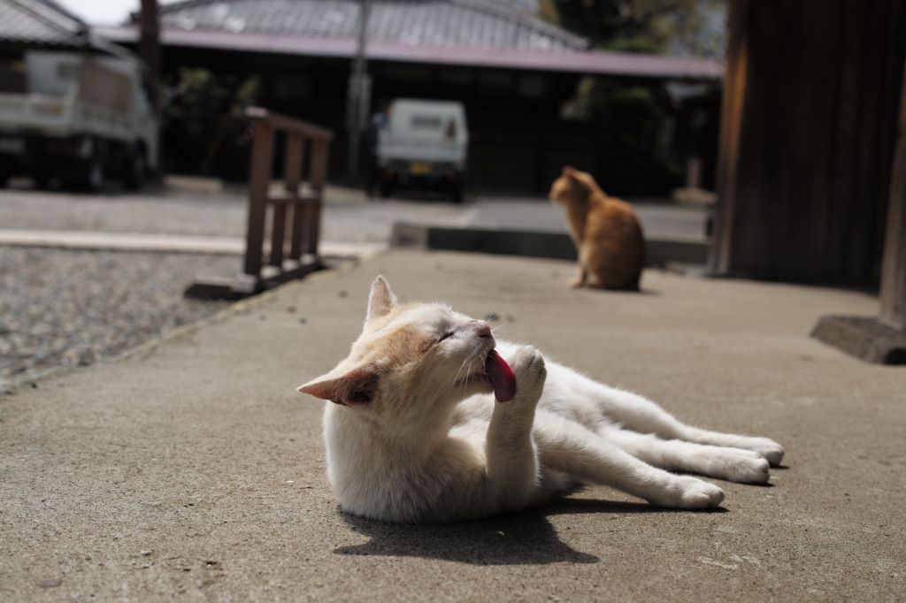 Gokokuji Temple Bunkyo Tokyo