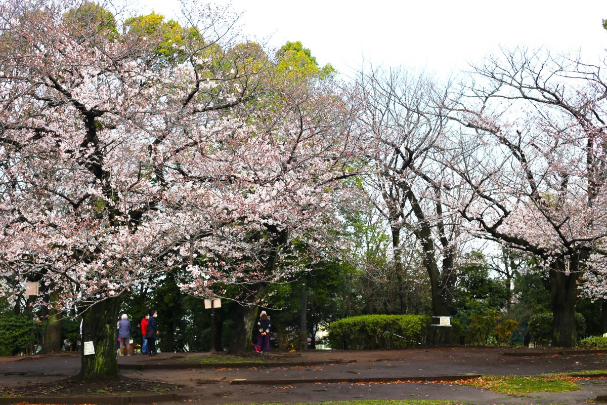 Haginaka Park Ota City Tokyo