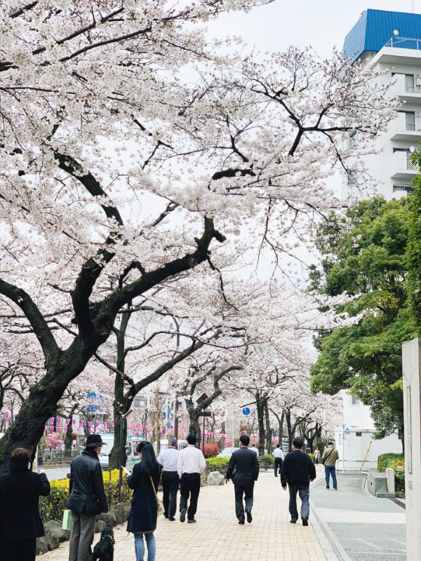 Harimazaka Sakura Namiki Cherry Blossom Viewing