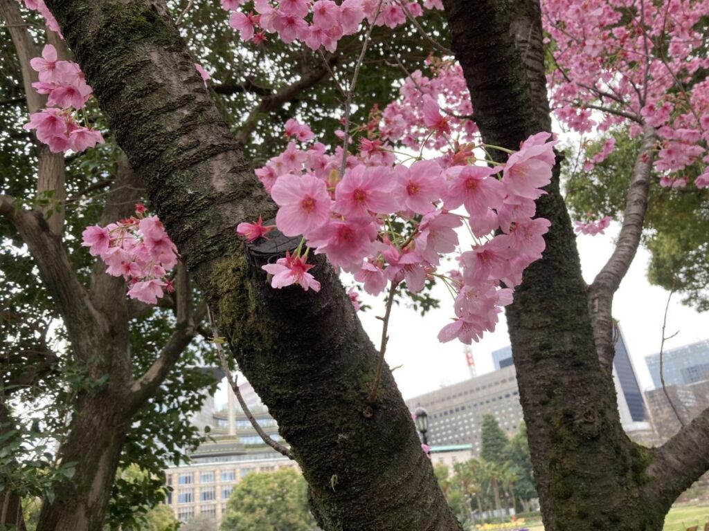 Hibiya Park Cherry Blossom