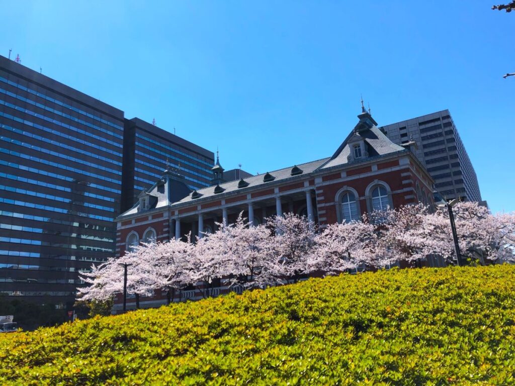 Hibiya Park Cherry Blossom