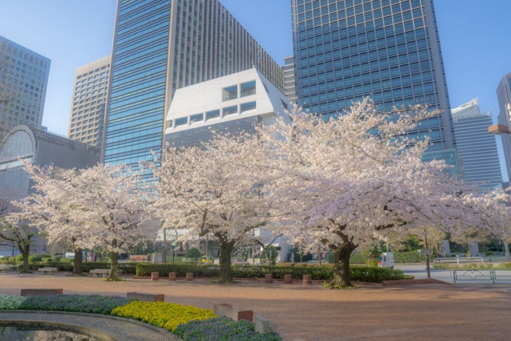 Hibiya Park Cherry Blossom