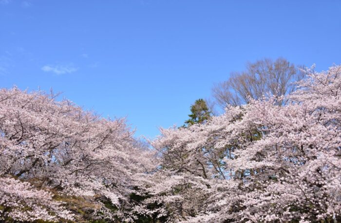 Hikarigaoka Park Cherry Blossom