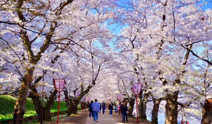 Hirosaki Cherry Blossom Festival