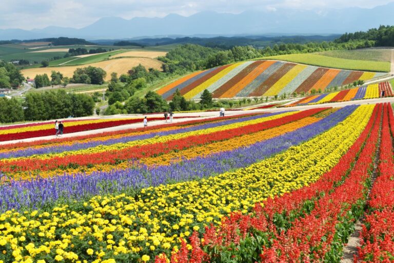 hokkaido-flowers-during-summer