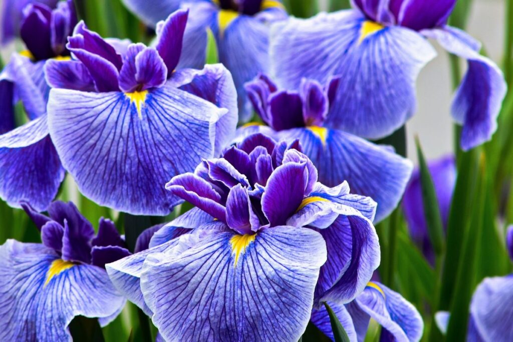 Horikiri Shobuen Iris Garden