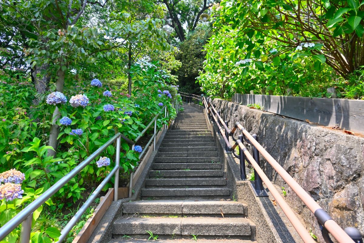 Hydrangea in Tamagawadai Park