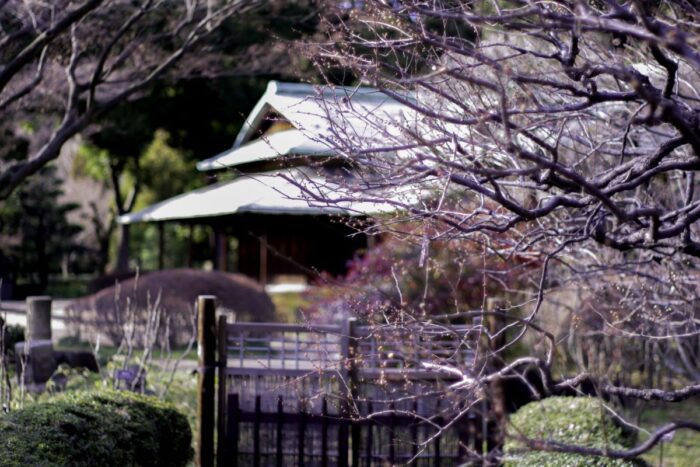Imperial Palace East Gardens Cherry Blossom