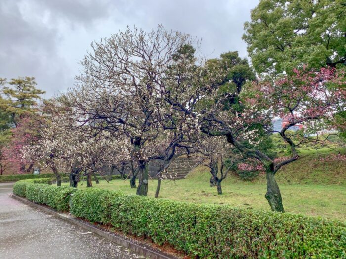 Imperial Palace East Gardens Cherry Blossom