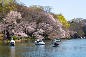 Inokashira Park Cherry Blossom