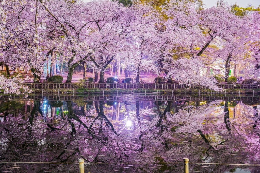 Inokashira Park Cherry Blossom