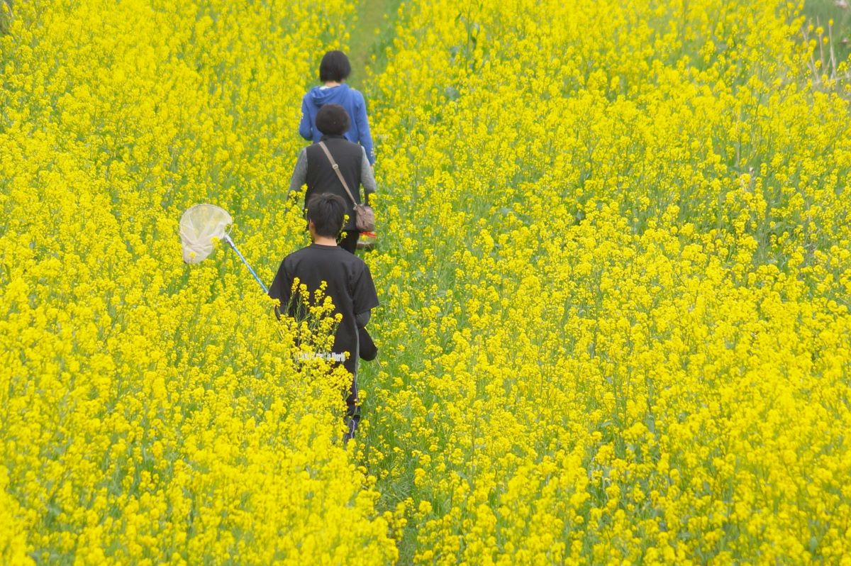 Insect catching at Nogawa Park in Chofu Tokyo