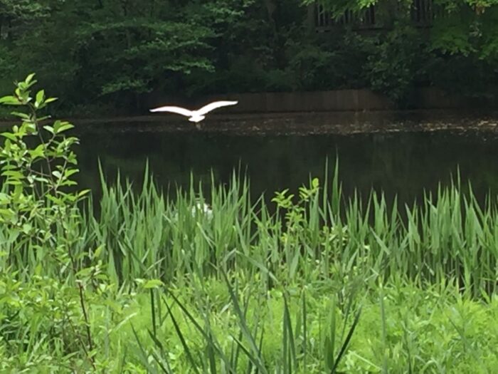 Institute for Nature Study