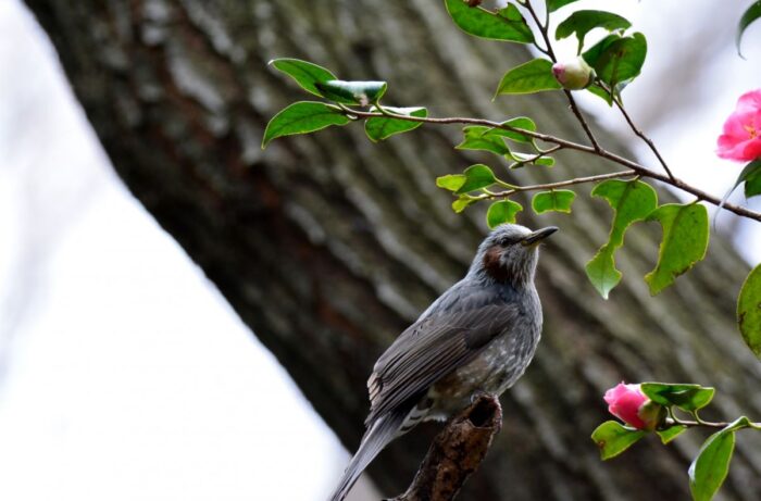Institute for Nature Study