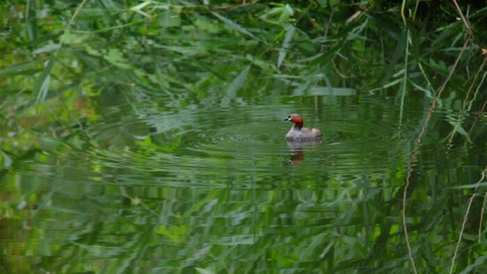 Institute for Nature Study
