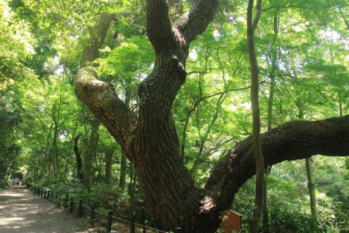 Institute for Nature Study