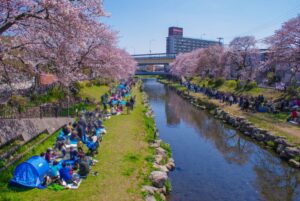 Jindai Botanical Gardens Cherry Blossom