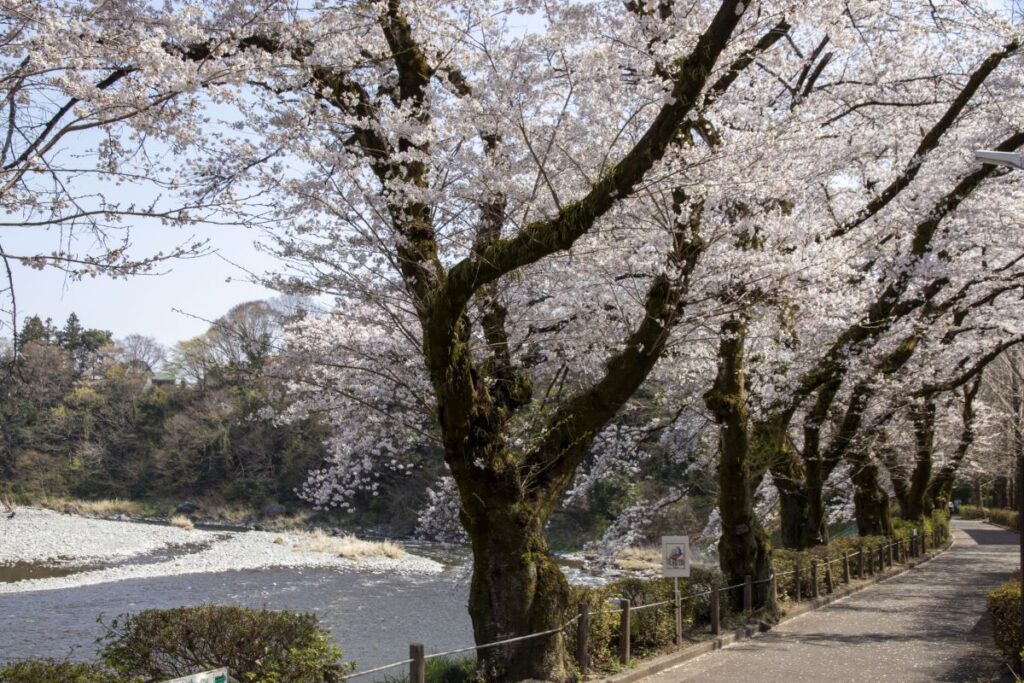 Kamanofuchi Park Ome Tokyo