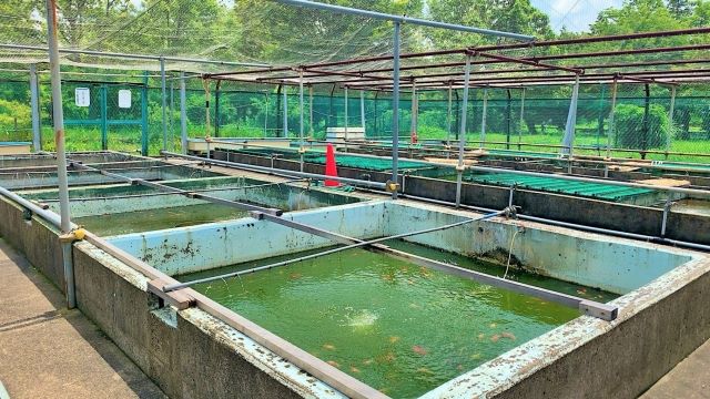 Katsushika Goldfish Exhibition